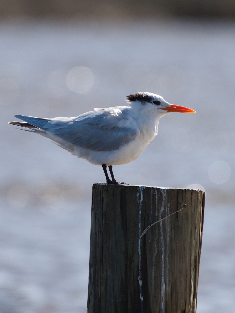 Royal Tern - Kerry Hansen