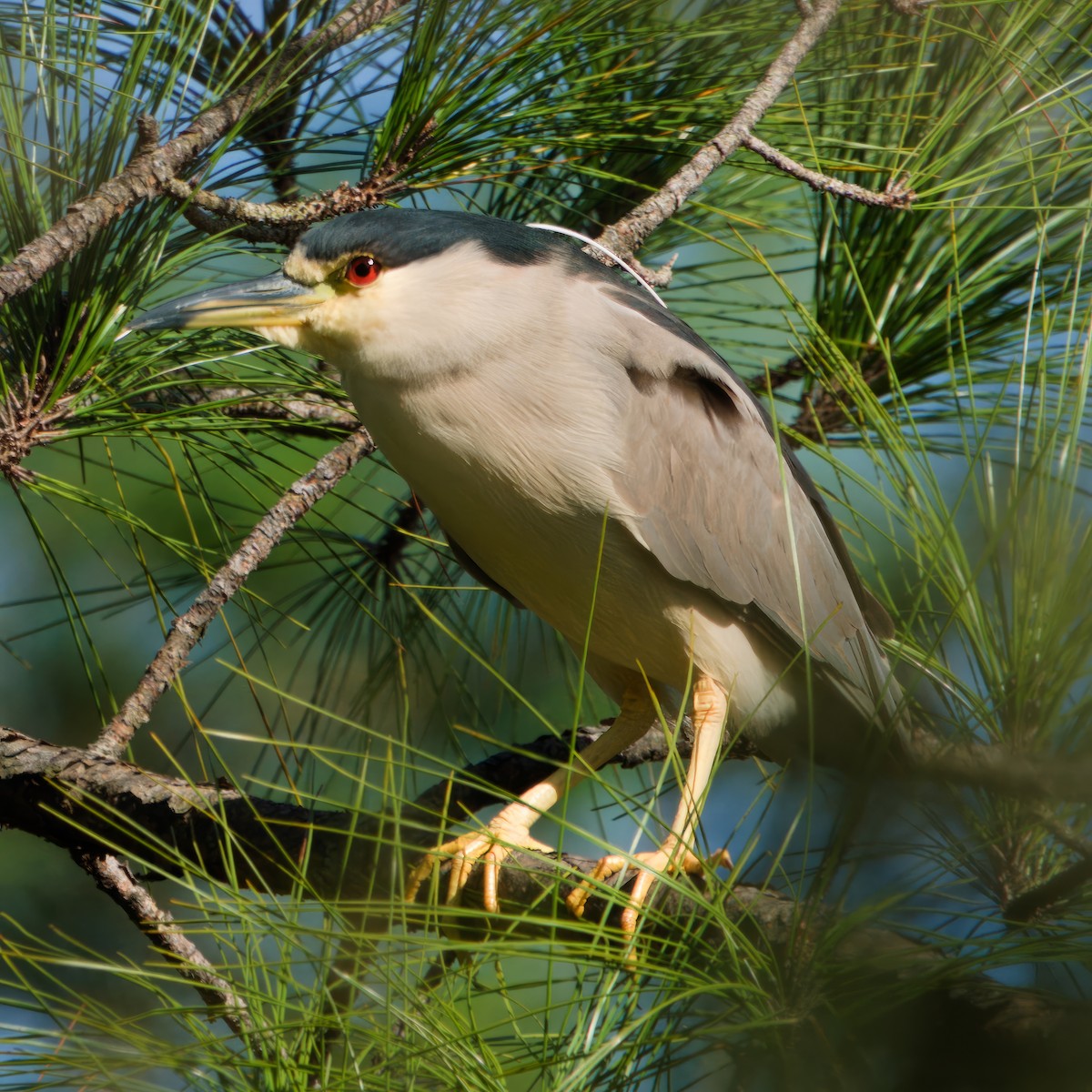 Black-crowned Night Heron - ML613329652