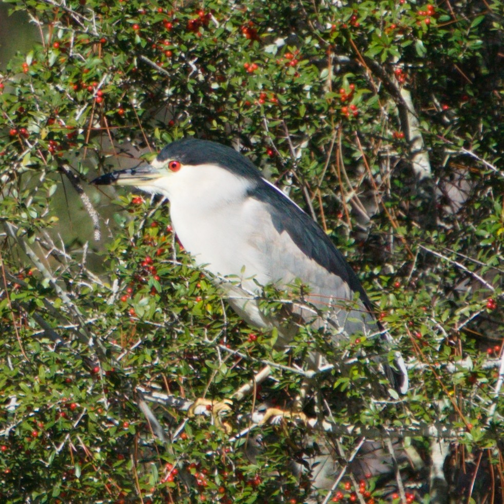 Black-crowned Night Heron - Kerry Hansen