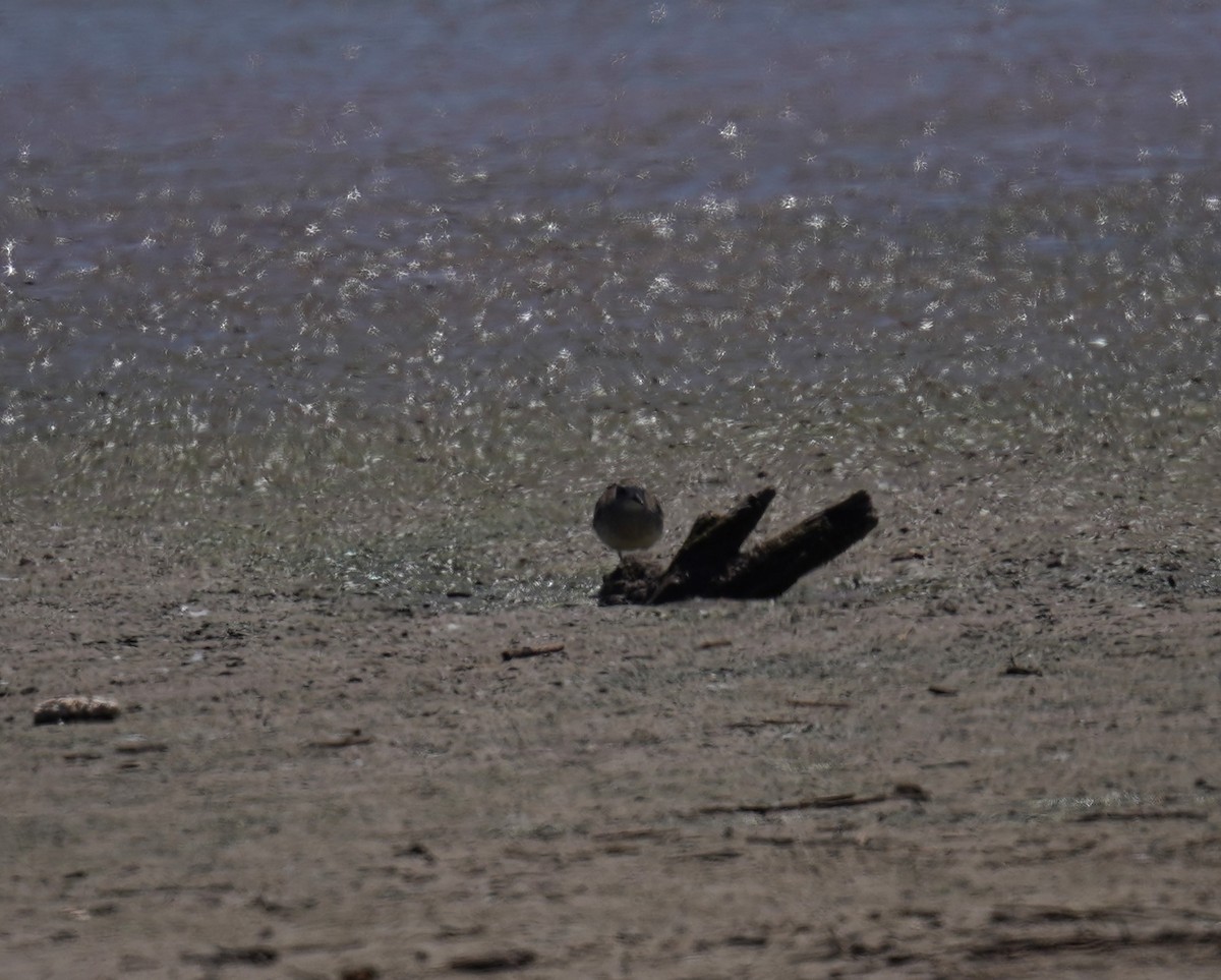 American Golden-Plover - ML613329659