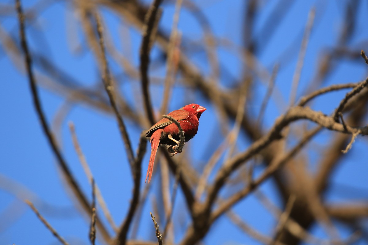 Crimson Finch - ML613329664