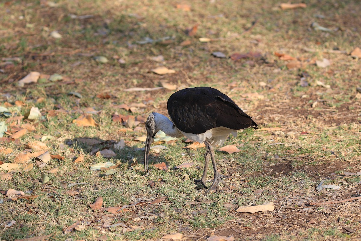 ibis slámokrký - ML613329671