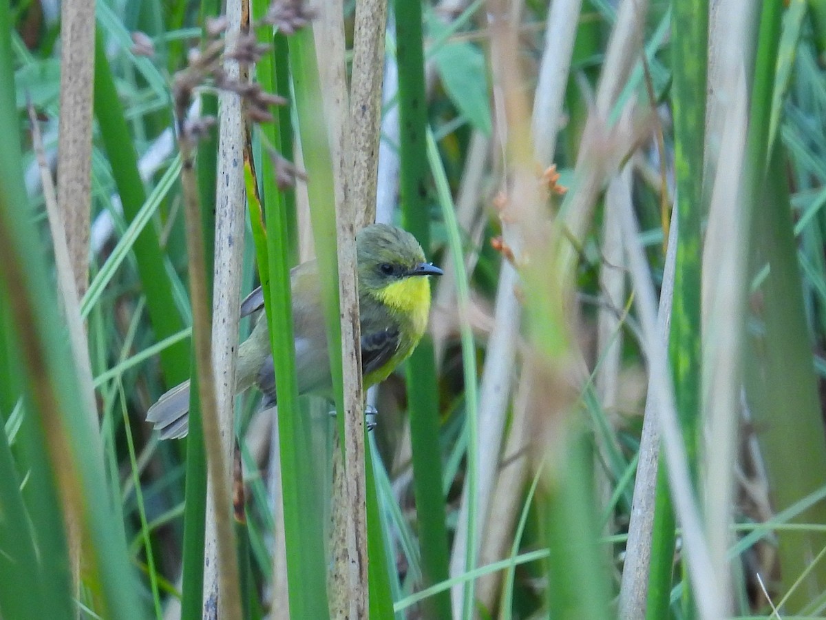 Subtropical Doradito - ML613329702