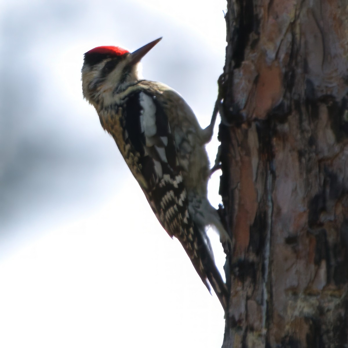 Yellow-bellied Sapsucker - ML613329714