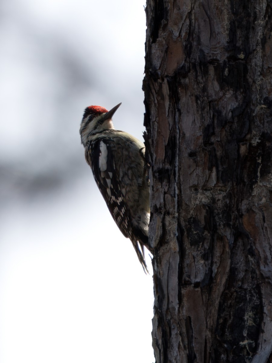 Yellow-bellied Sapsucker - Kerry Hansen