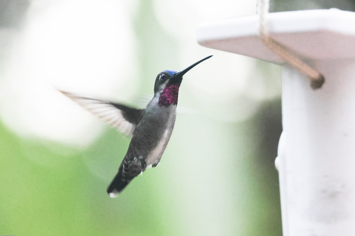 Long-billed Starthroat - ML613329743