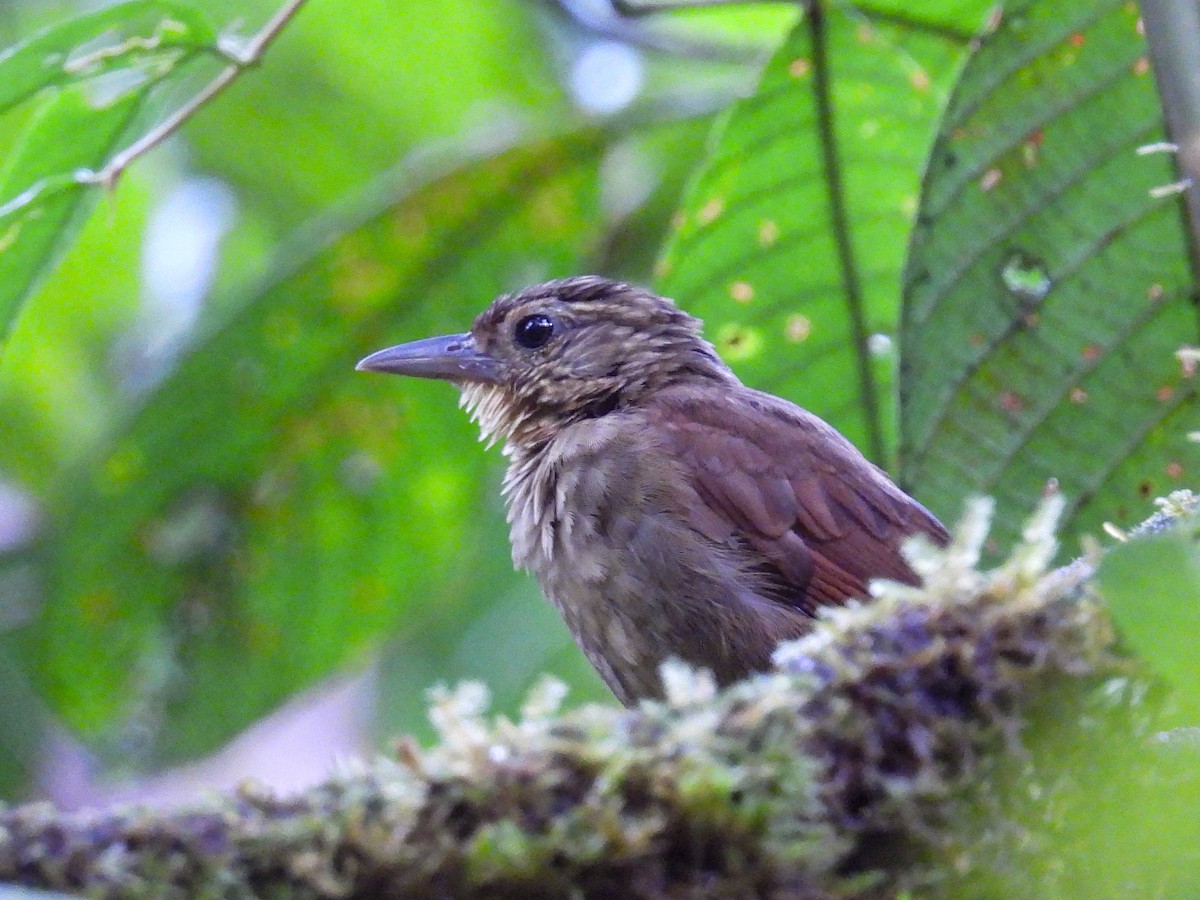 Western Woodhaunter - ML613329756