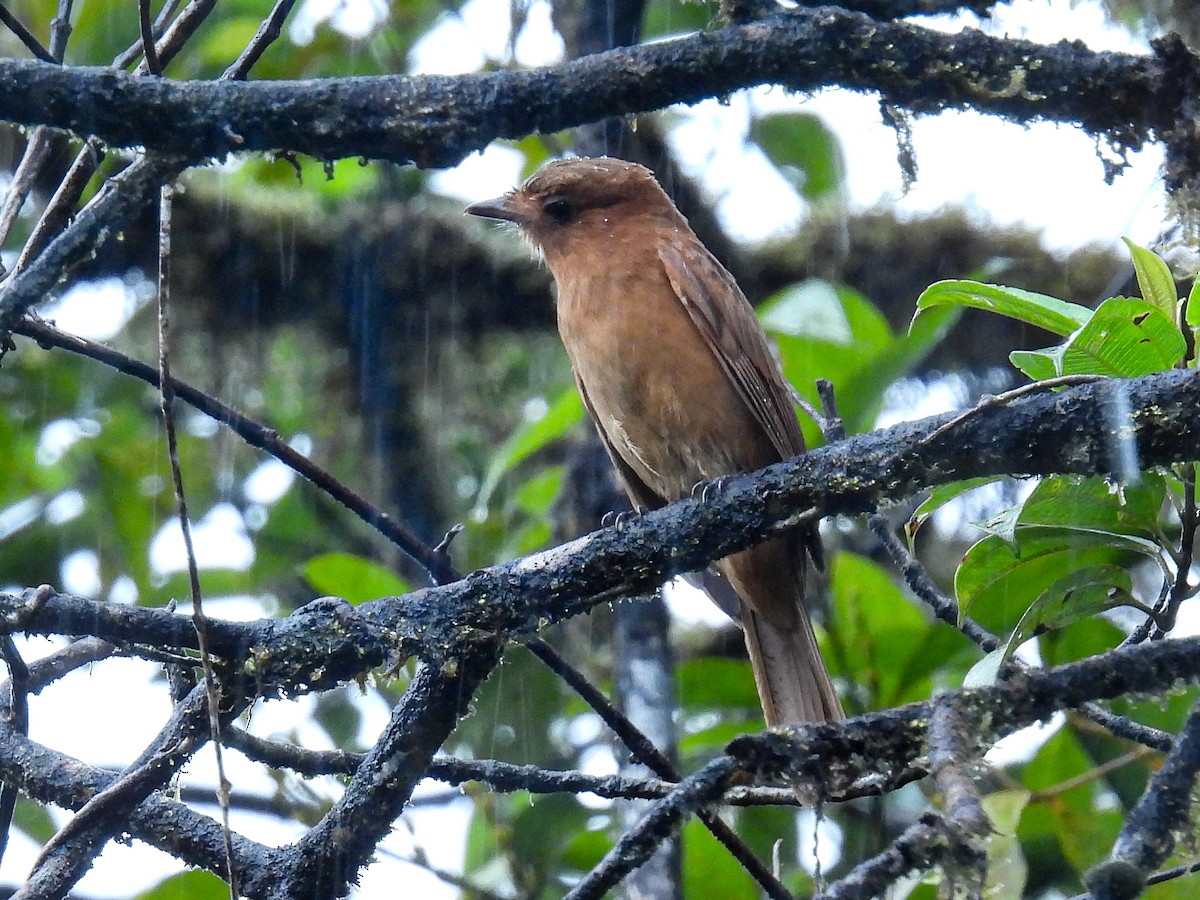 Rufous Mourner - ML613329810