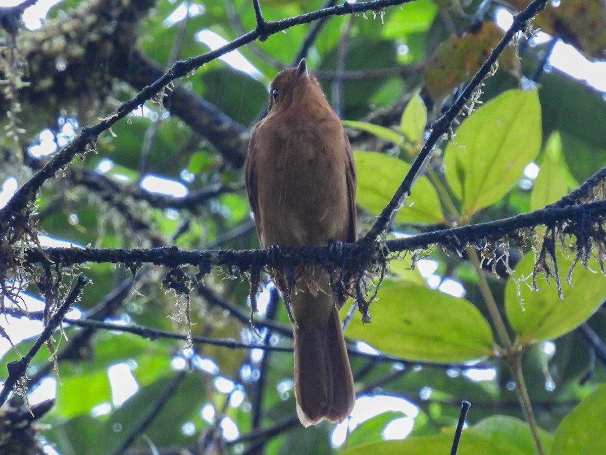 Rufous Mourner - ML613329811