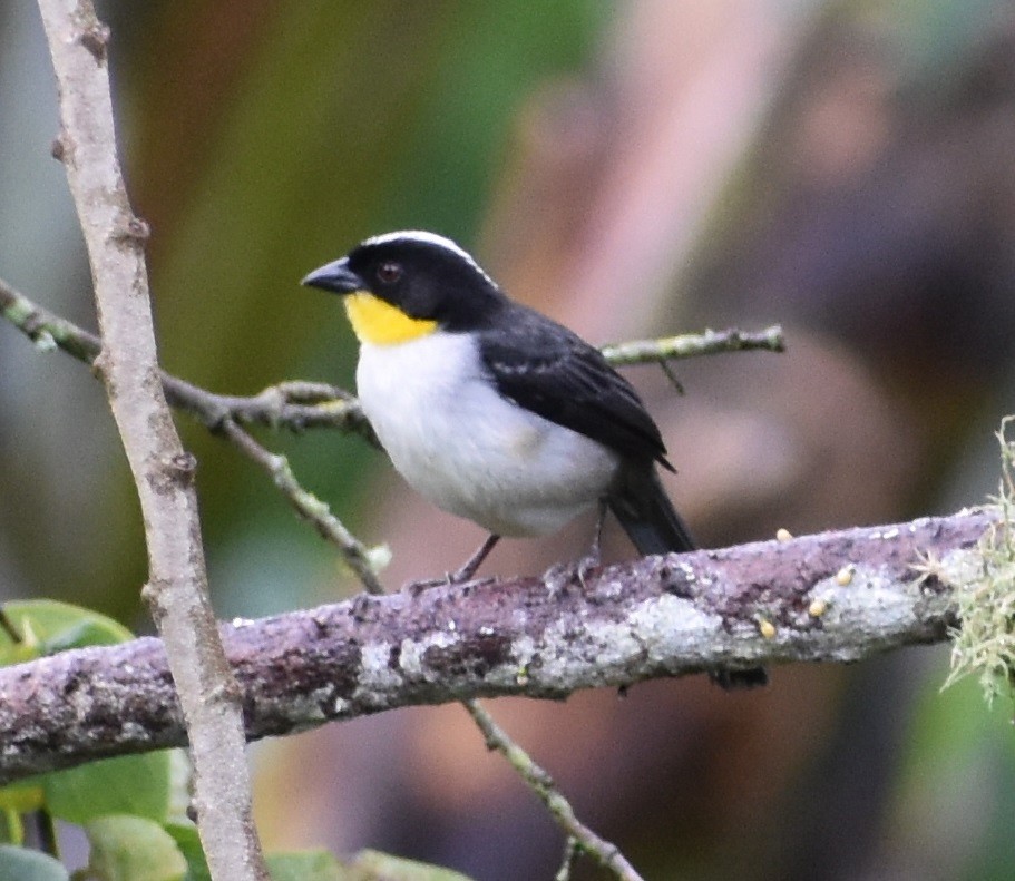 White-naped Brushfinch - ML613329824