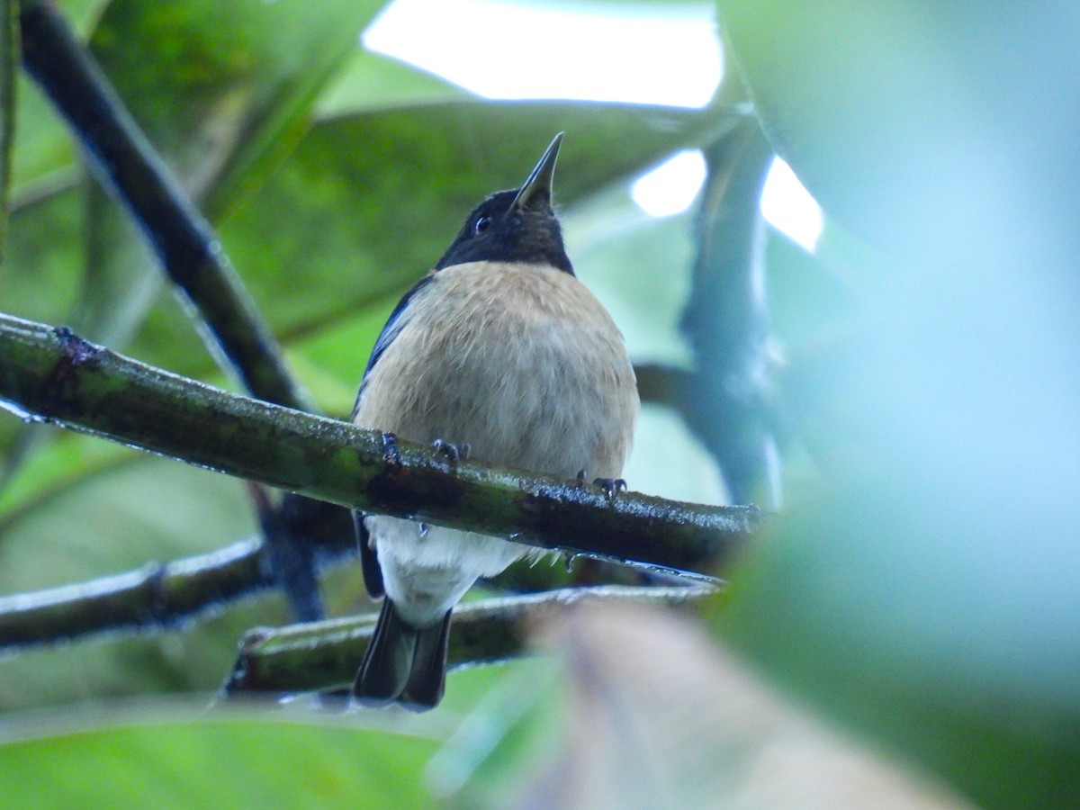 Golden-collared Honeycreeper - ML613329825