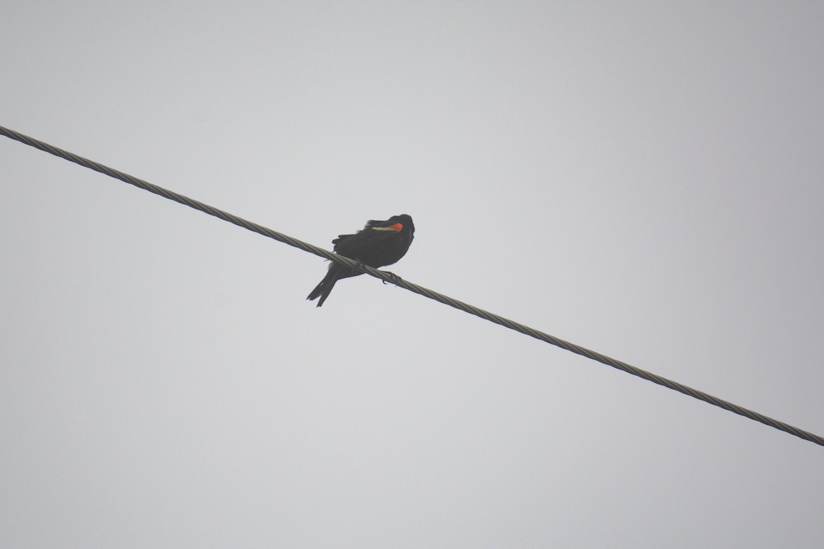 Red-winged Blackbird - ML613329850