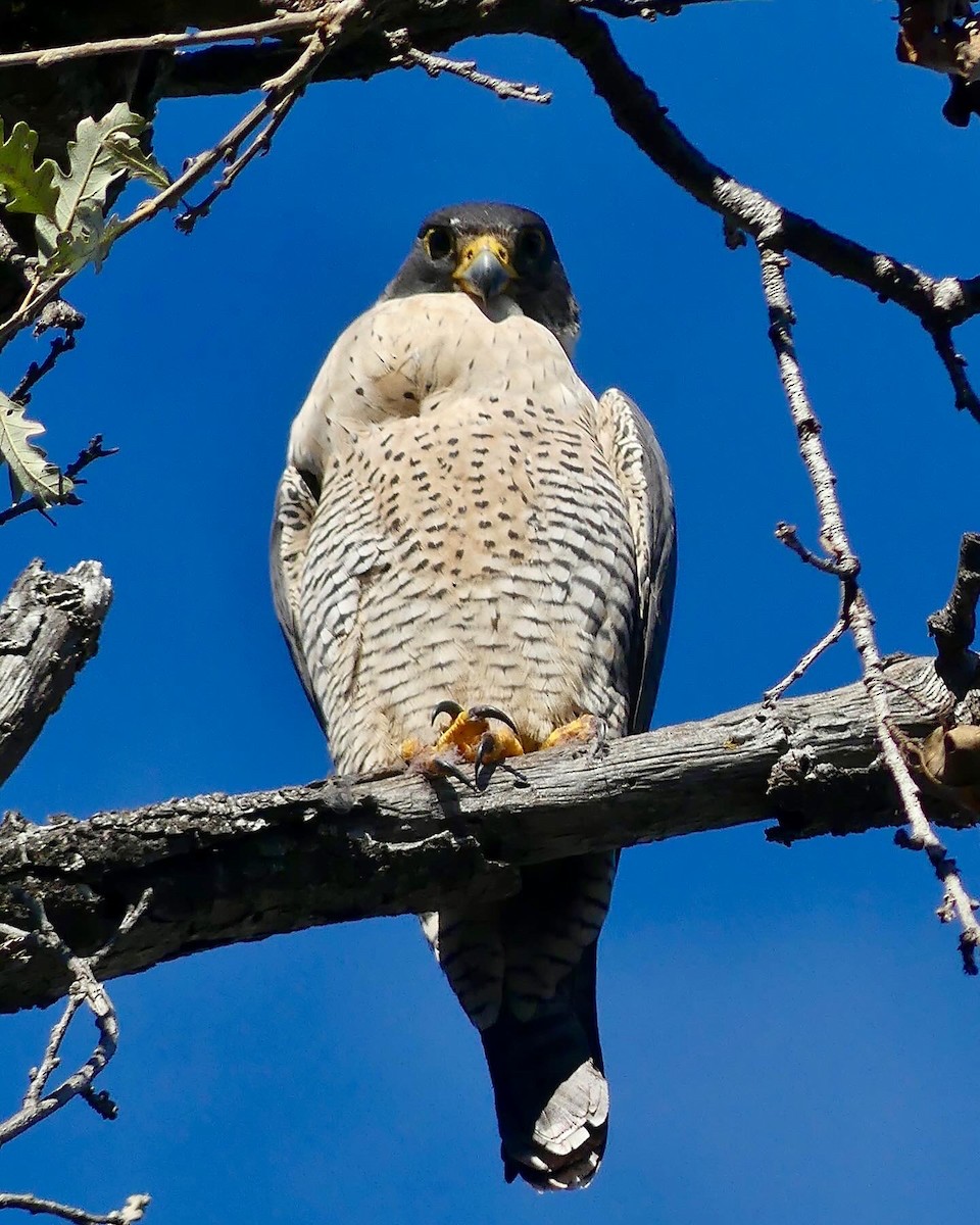 Peregrine Falcon - Kevin Bock