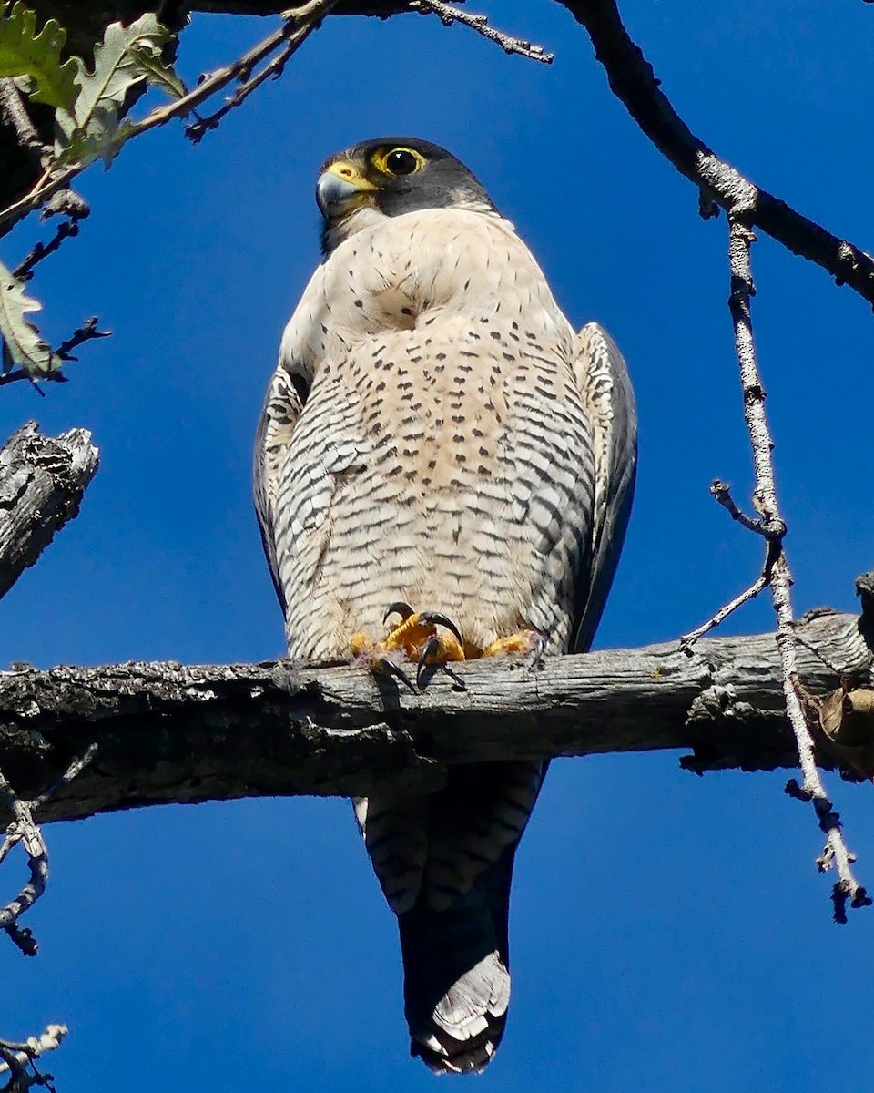 Peregrine Falcon - Kevin Bock