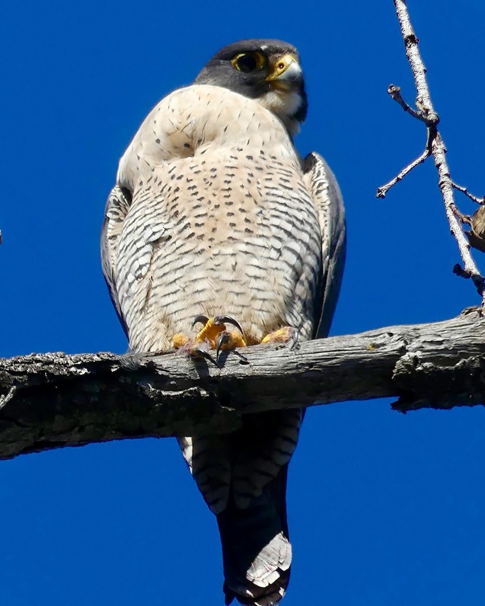 Peregrine Falcon - Kevin Bock