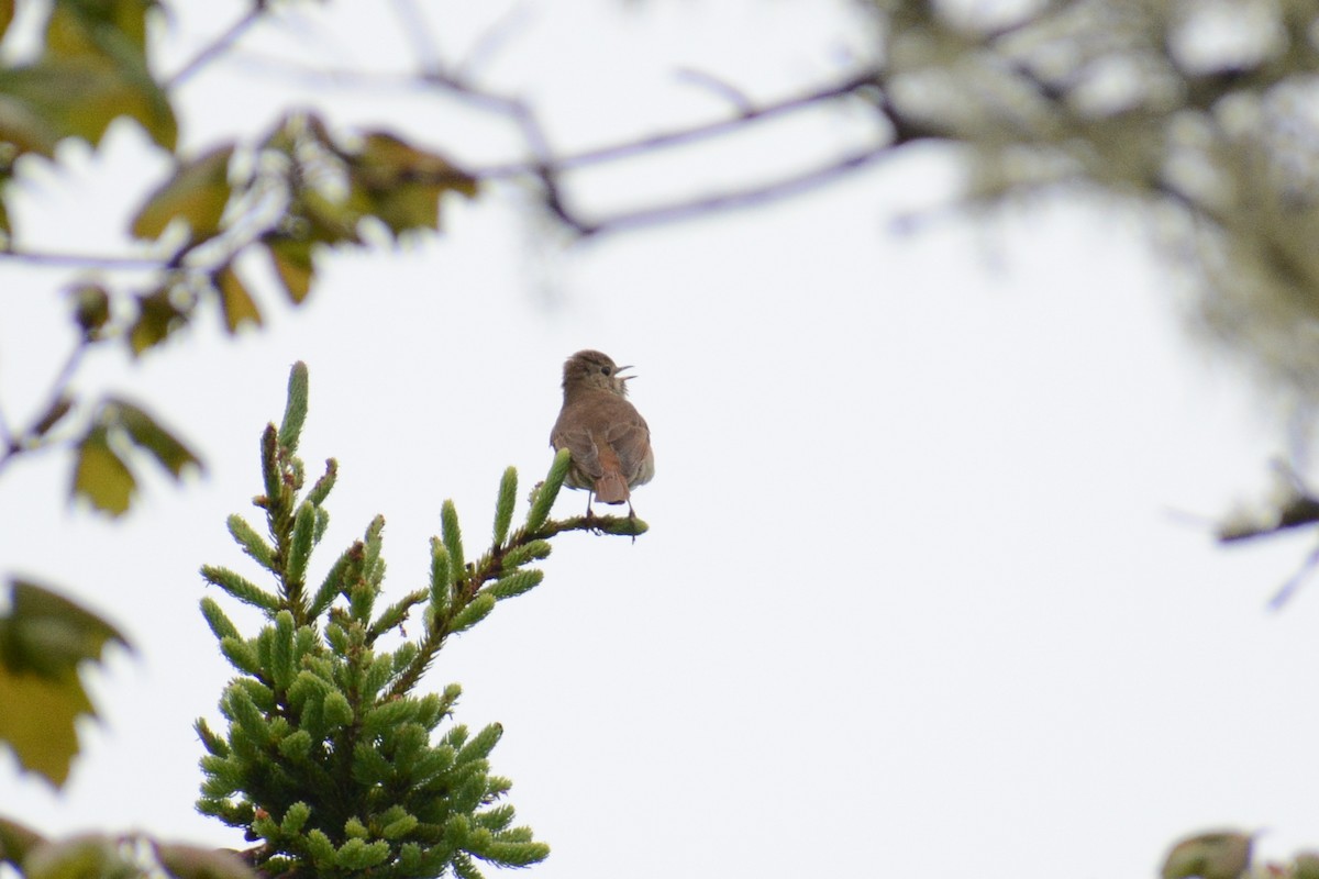 Hermit Thrush - ML613329865