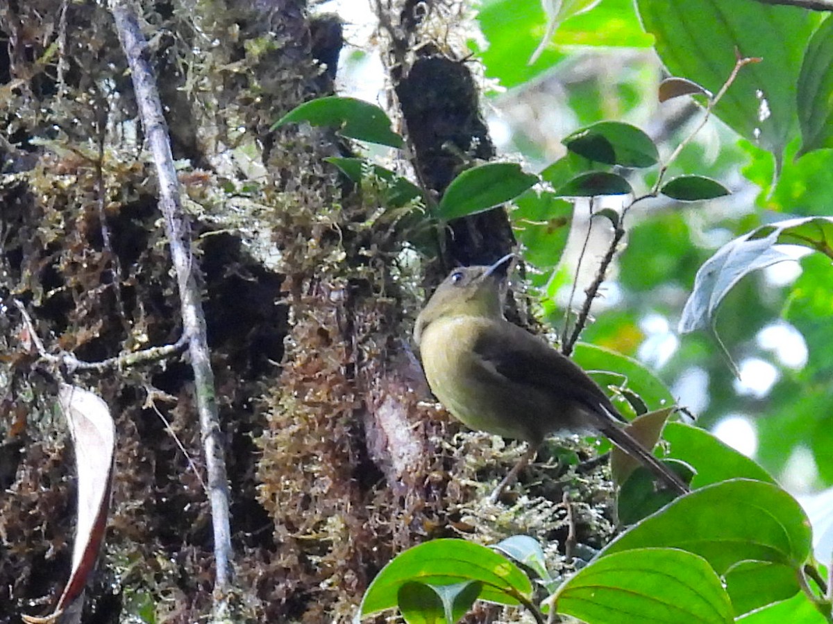 Bronze-olive Pygmy-Tyrant - ML613329870