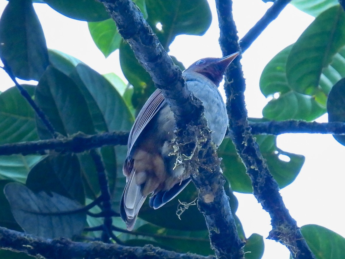 Rufous-brown Solitaire - ML613329884