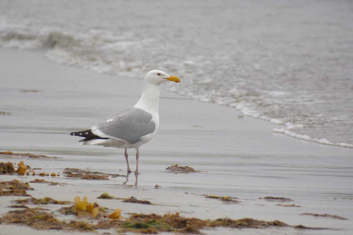 Herring Gull (American) - ML613329887