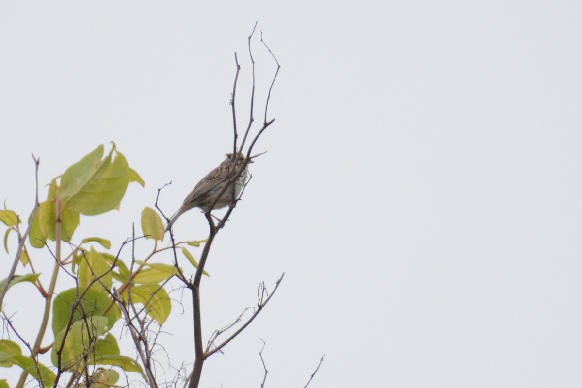 Savannah Sparrow (Savannah) - ML613329900