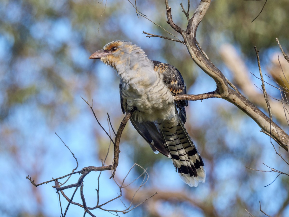 Channel-billed Cuckoo - ML613329932