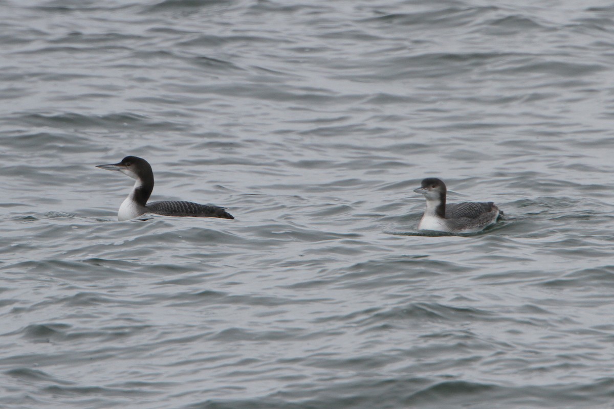 Common Loon - ML613329938