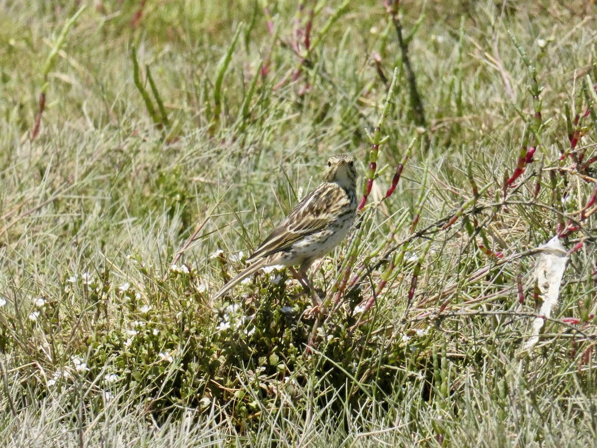 Correndera Pipit - ML613329939