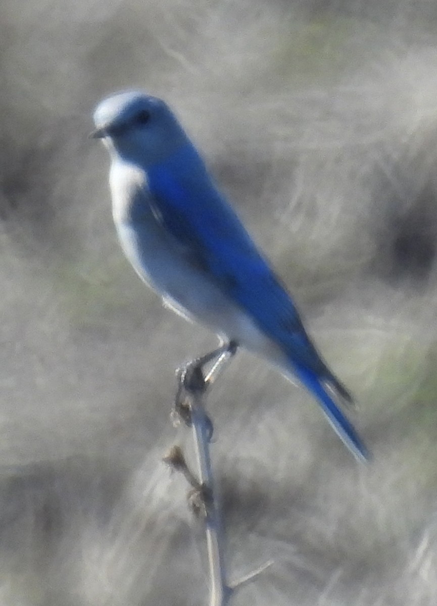 Mountain Bluebird - ML613330004