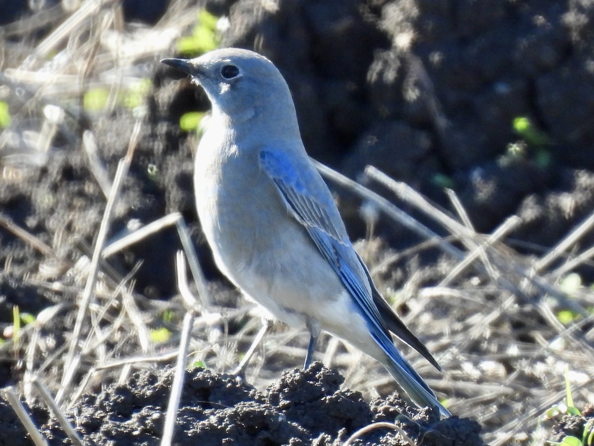 Mountain Bluebird - ML613330005