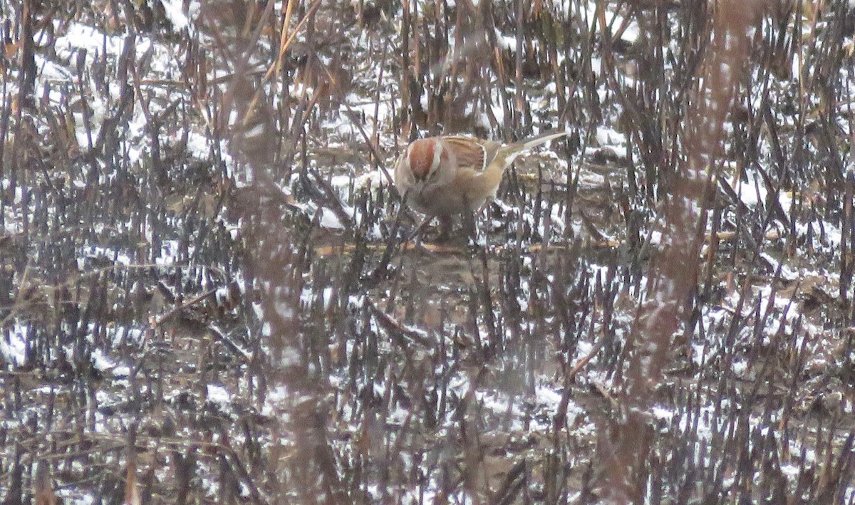 American Tree Sparrow - Todd Ballinger