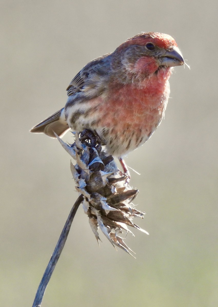 House Finch - ML613330035