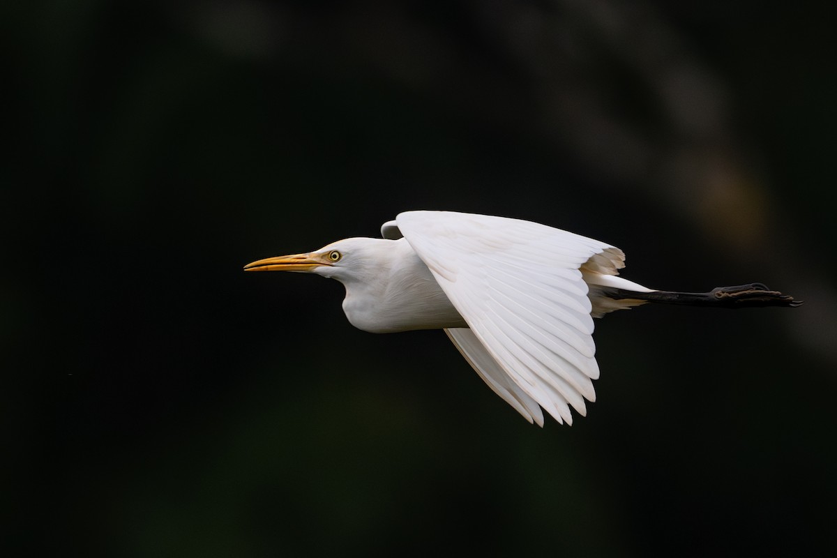 Great Egret - Vivek Saggar