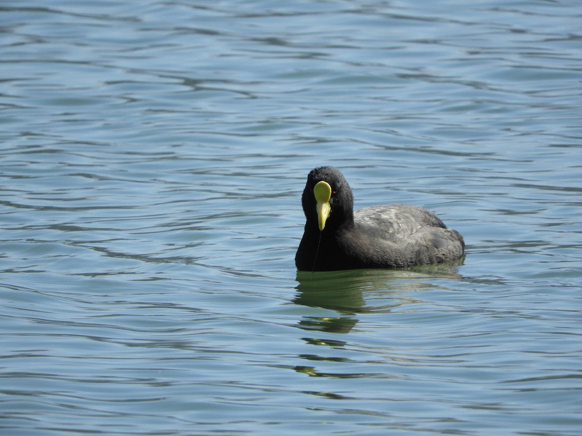 White-winged Coot - ML613330253