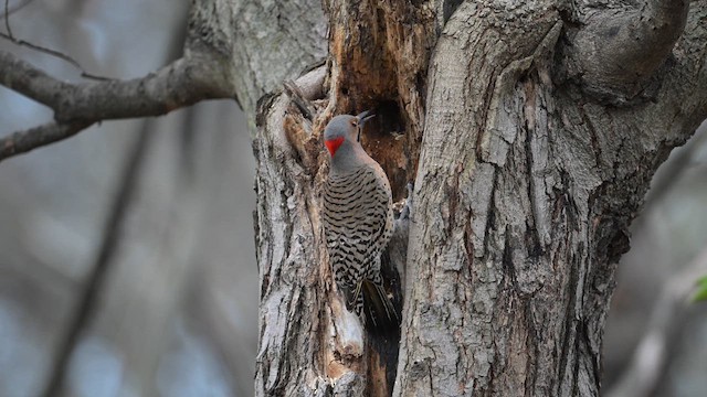 Northern Flicker - ML613330295