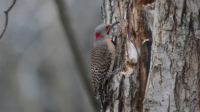 Northern Flicker - ML613330297