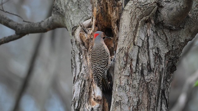 Northern Flicker - ML613330301