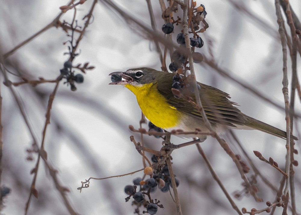 Yellow-breasted Chat - Pierre Jasmin ⚜