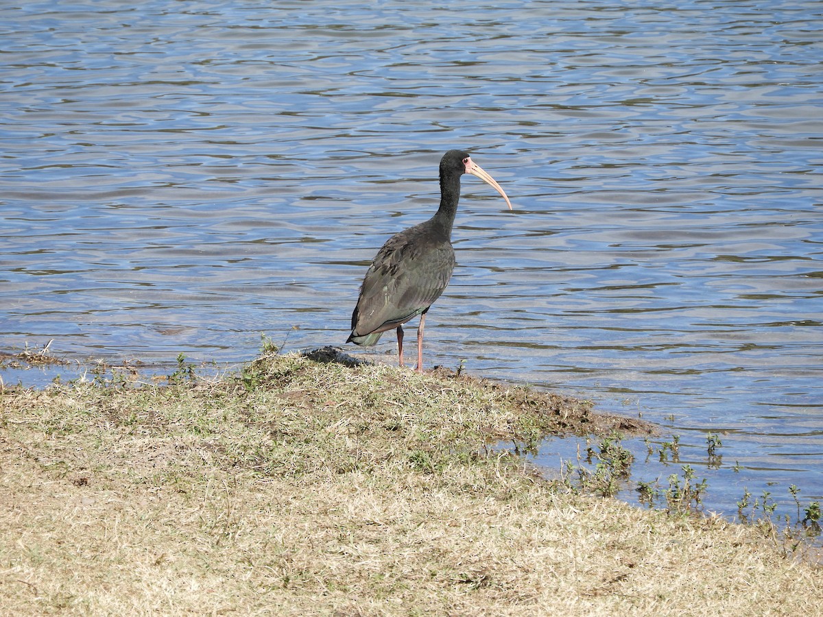 Ibis à face nue - ML613330320