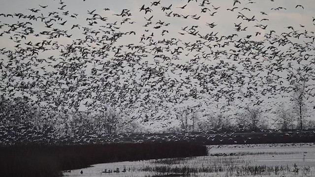 Snow Goose - ML613330356