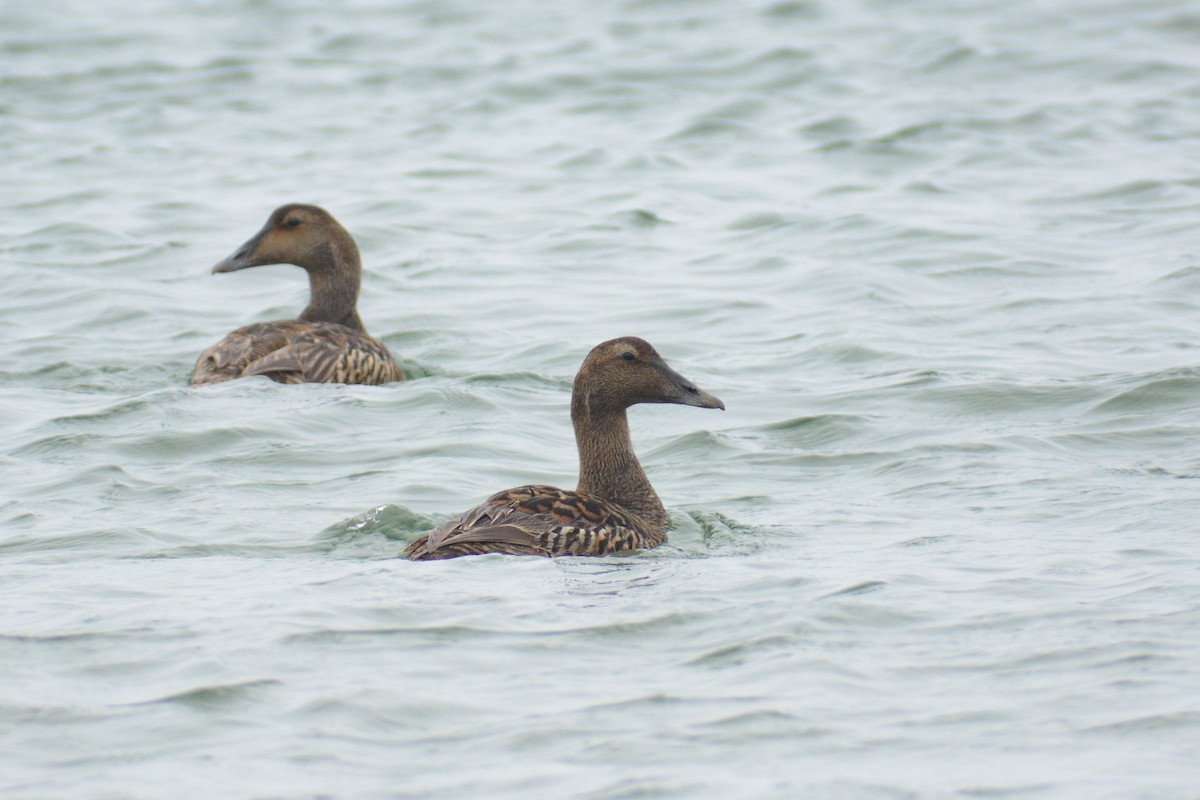 Common Eider (Dresser's) - ML613330373