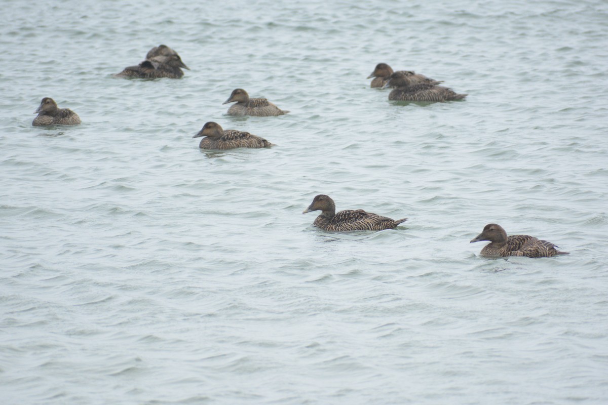 Common Eider (Dresser's) - ML613330439