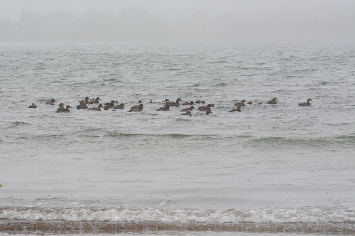 Common Eider (Dresser's) - ML613330440