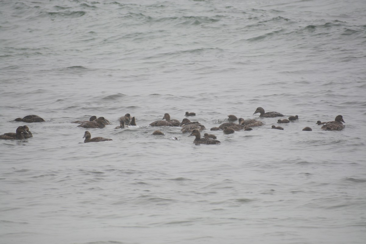 Common Eider (Dresser's) - ML613330443