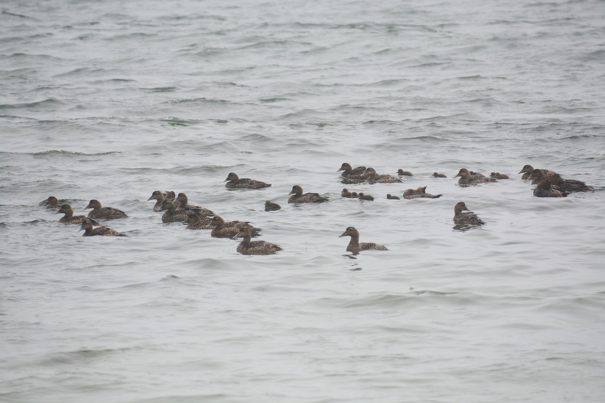 Common Eider (Dresser's) - ML613330444