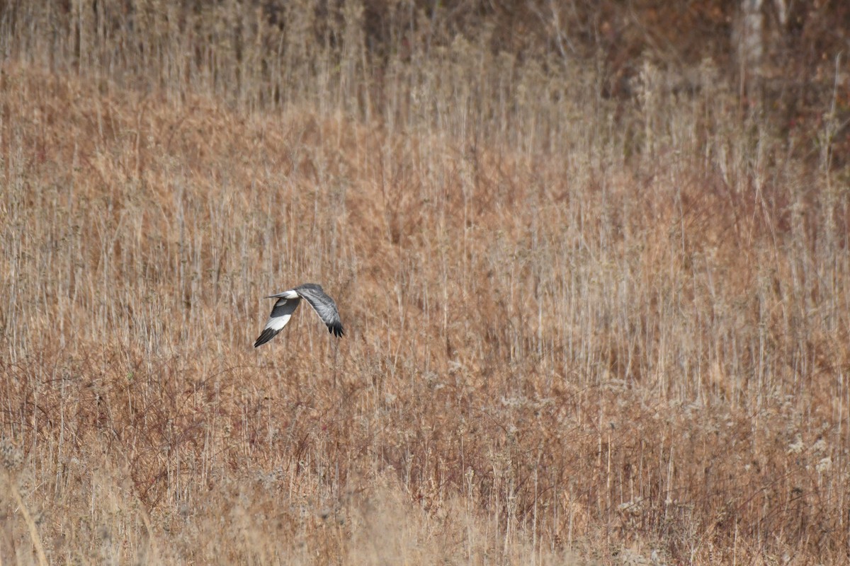 Northern Harrier - ML613330464