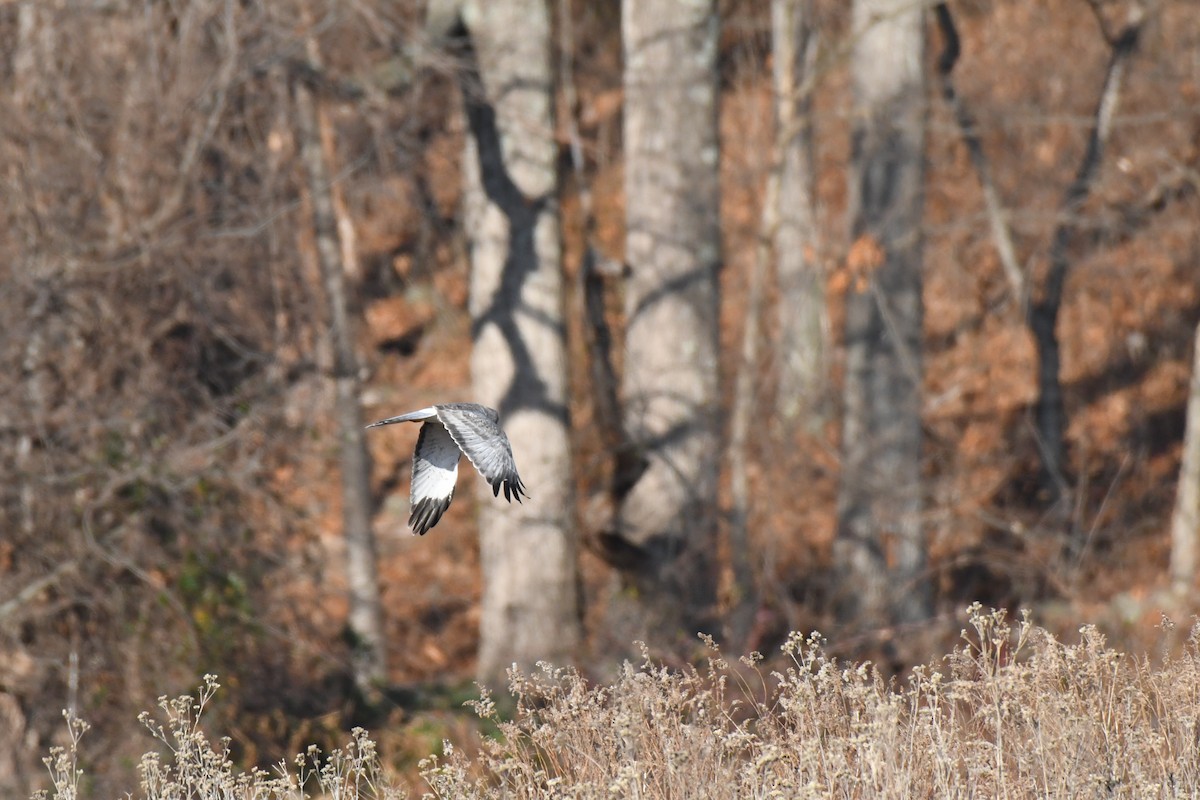 Northern Harrier - Daniel Bailey