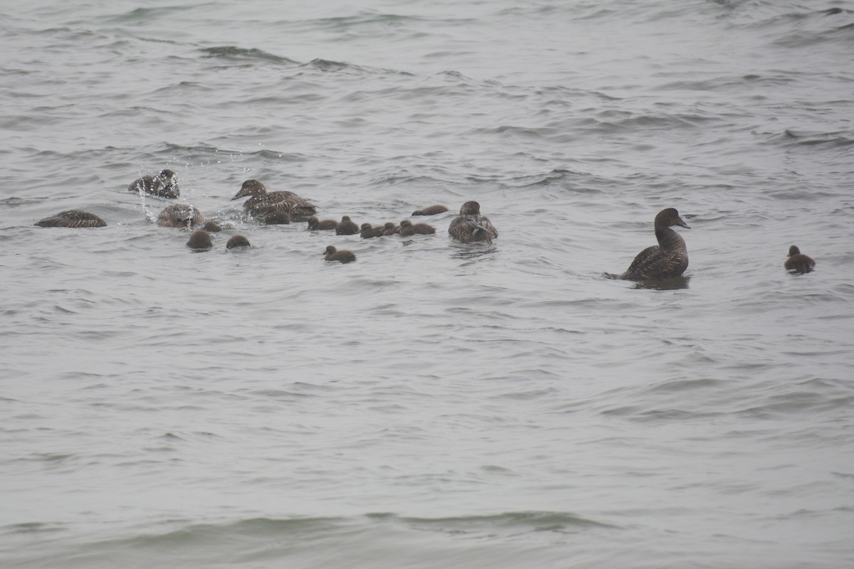 Common Eider (Dresser's) - ML613330490