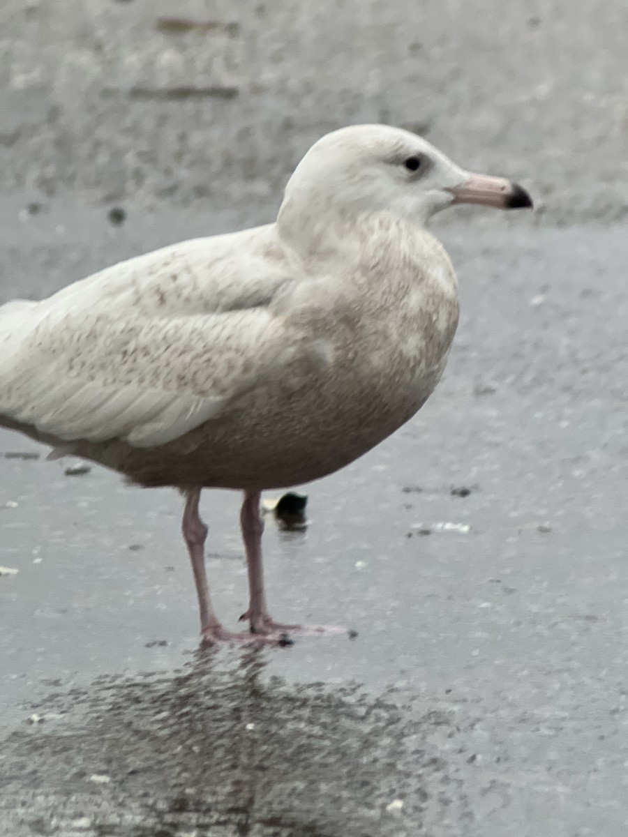 Glaucous Gull - Andrew Baksh