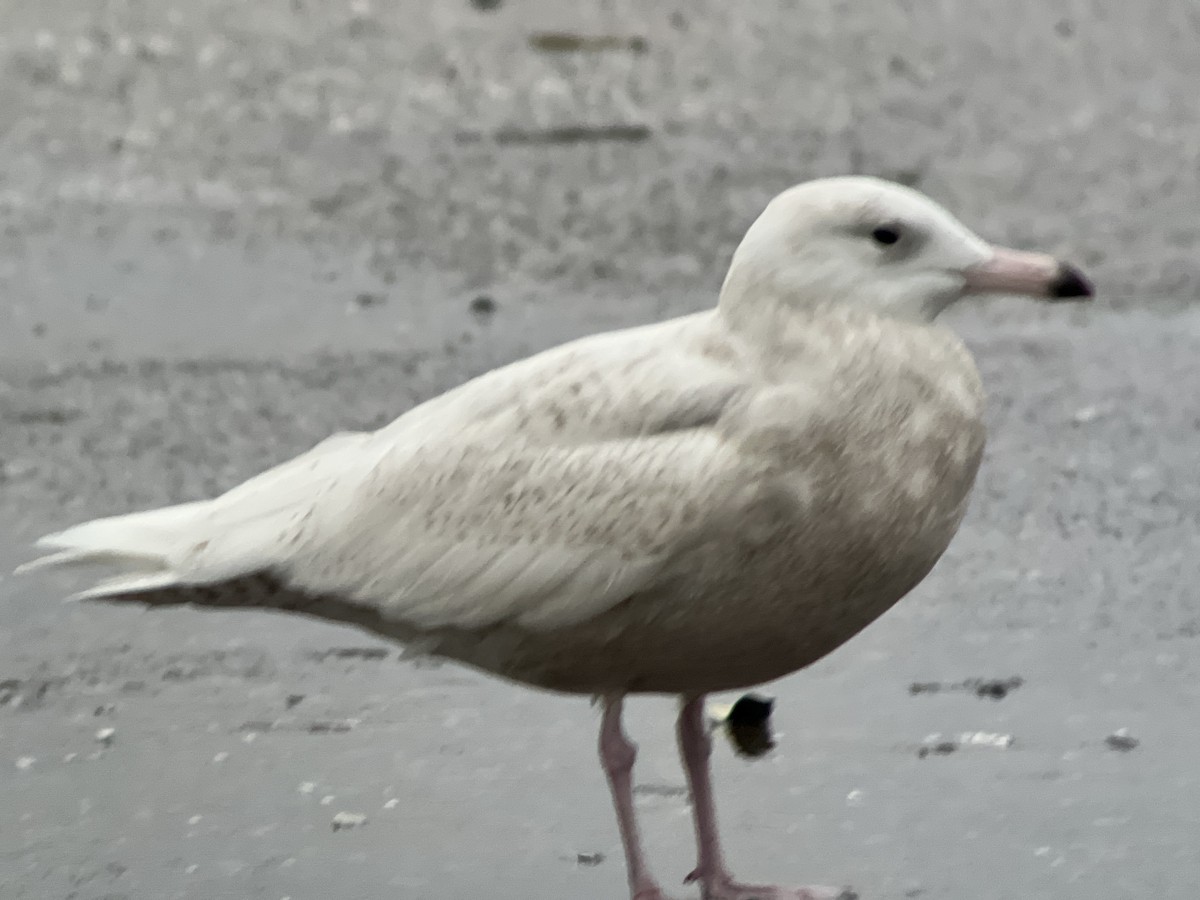 Glaucous Gull - ML613330525