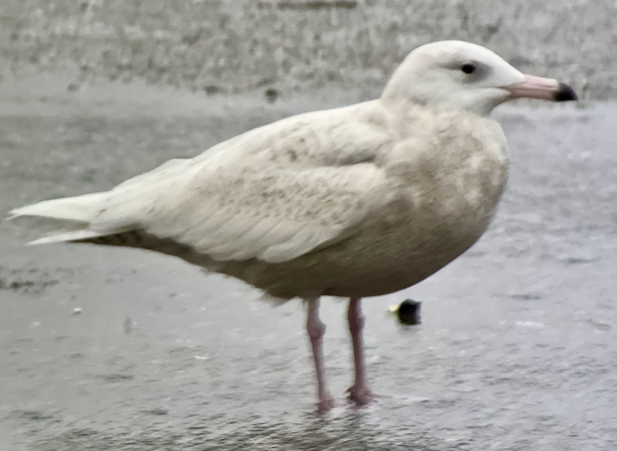 Glaucous Gull - ML613330526